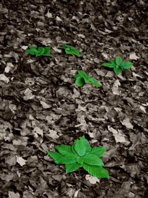 Green Leaves