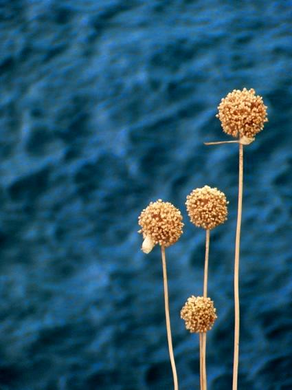 Nature: Sea Plants