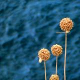 Nature: Sea Plants