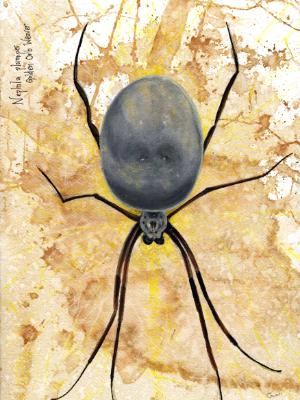 Golden Orb Weaver Golden Orb Weaver