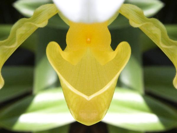 Yellow Orchid