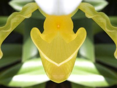 Yellow Orchid