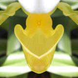 Yellow Orchid