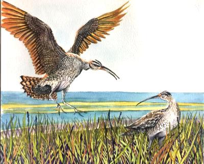 Eskimo Curlew Eskimo Curlew
