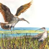 Eskimo Curlew