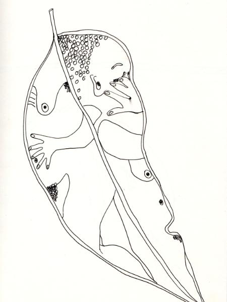 Leaf