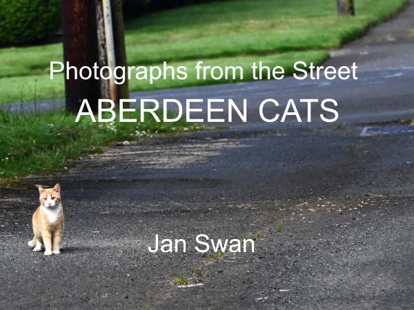 Photographs from the Street - Aberdeen Cats