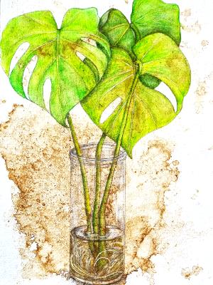 Monstera Monstera