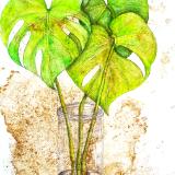 Monstera 