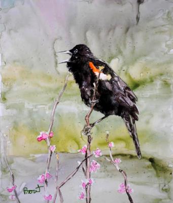 Red-winged Blackbird