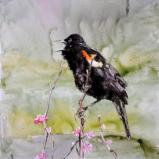 Red-winged Blackbird