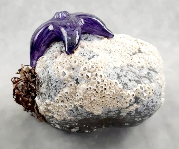 #09162505 Starfish on rock Purple 5.25''HX7''WX5.5''D $150.00