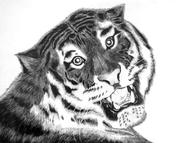 tiger