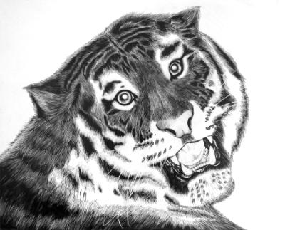 tiger