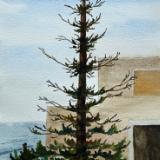 Lazarus Tree, La Jolla