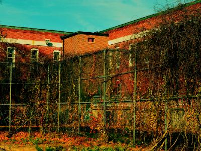 the cages the cages