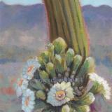 Saguaro's Gift
