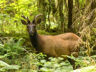 Roosevelt Elk in the Hoh Rainforest Roosevelt Elk in the Hoh Rainforest