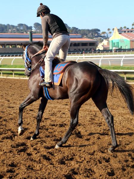 Del Mar Racetrack Morning Workout Thoroughbred Horses