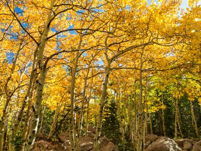 Golden Aspen Grove off the Glacier Gorge Trail Golden Aspen Grove off the Glacier Gorge Trail
