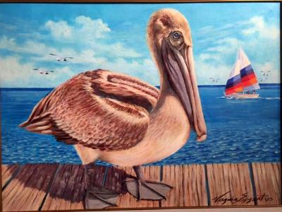 Young Pelican