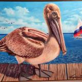 Young Pelican