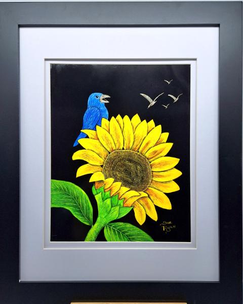 Indigo Bunting on Sunflower
