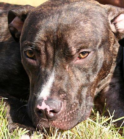 Pit Bull Love