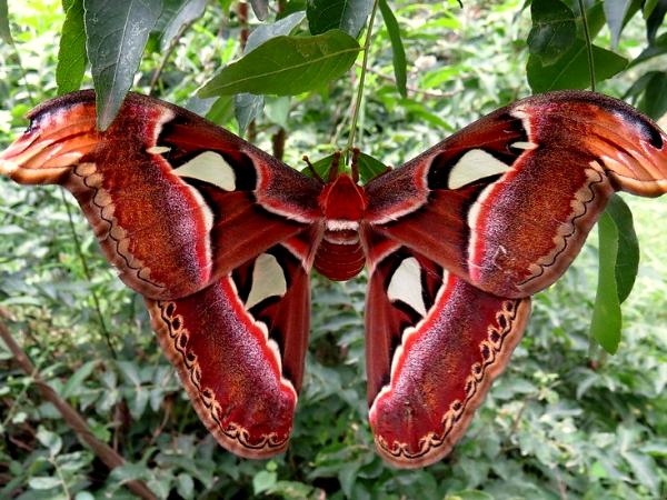 Atlas Moth
