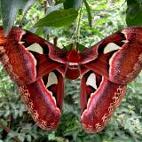 Atlas Moth