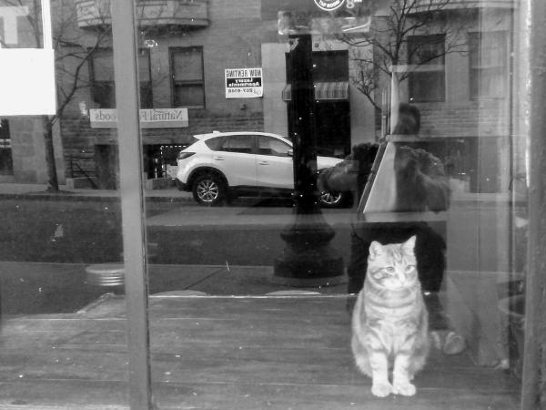 Cat in Closed Up Coffee Shop