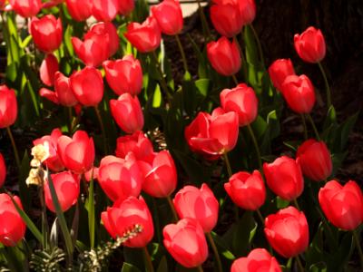 Brooklyn Tulips Brooklyn Tulips