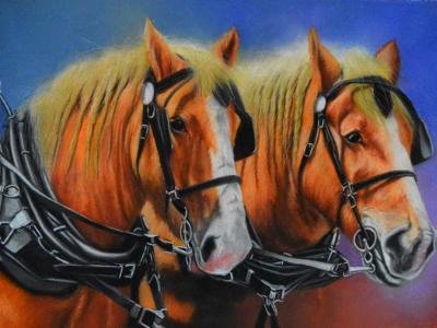 The beauty of the Clydesdale horse, 38cm x 56cm, 2021