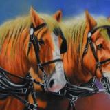 The beauty of the Clydesdale horse, 38cm x 56cm, 2021