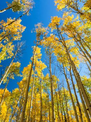 Aspens Reach for the Blue Sky Aspens Reach for the Blue Sky