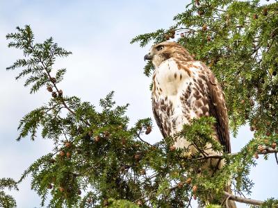 Red-Tailed Hawk in Crown Heights Red-Tailed Hawk in Crown Heights