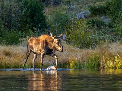 Sprague Lake Bull Moose Sprague Lake Bull Moose