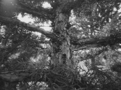 Tree Hug Tree Hug