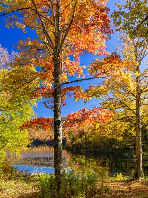 Sugar Maple Tree Foliage on Catskills Pond Sugar Maple Tree Foliage on Catskills Pond