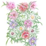 dianthus