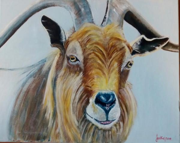 Goat sympathy