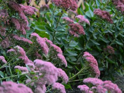 Autumn Sedums