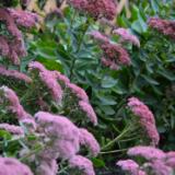 Autumn Sedums