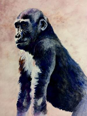 A Gorilla Named Frank A Gorilla Named Frank