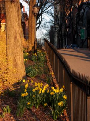 Daffodils on the Promenade