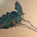Oak Leaves II