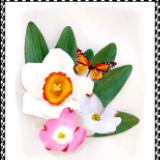 Narcissus, Dogwoods, Monarch Butterfly Pin or Hair Clip