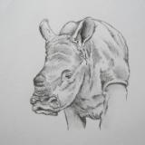 Baby rhino