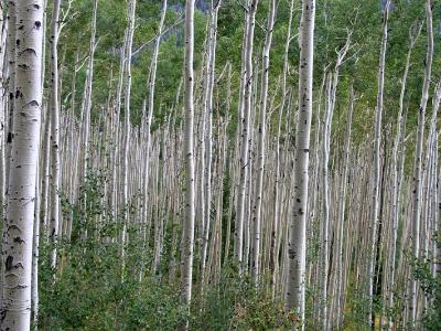 Endless Aspens Endless Aspens