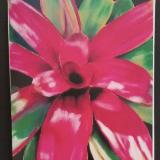 "Neo Red Bromeliad"